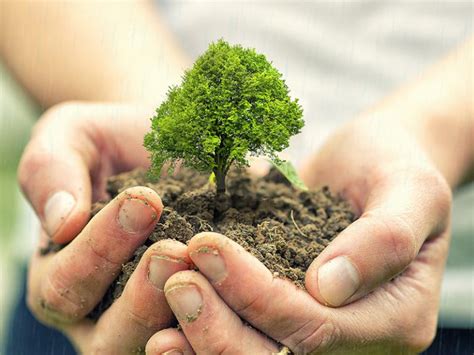 Tree Planting Greener Land
