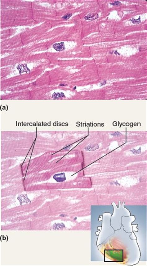 The 25+ best Smooth muscle tissue ideas on Pinterest ...
