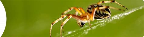 List the possible control tactics that may be used in an ipm strategy such as (natural controls, chemical. Our Home Pest Control service is quarterly and protects ...