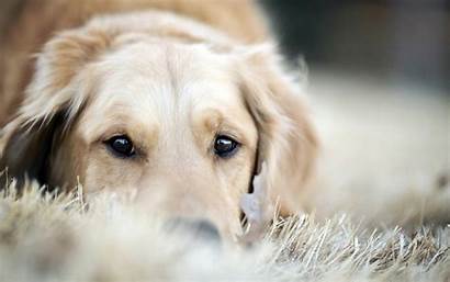Retriever Golden Dog Wallpapers Hdwallsource Puppy Dogs