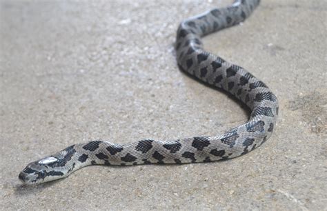 Saturdays Vintage Finds Juvenile Western Rat Snake