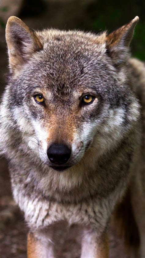 Wolf wallpapers, backgrounds, images 240x320— best wolf desktop wallpaper sort wallpapers by: Wolf Wallpaper Iphone / Wolf Wallpaper for iPhone (72+ images) - Here are only the best animated ...