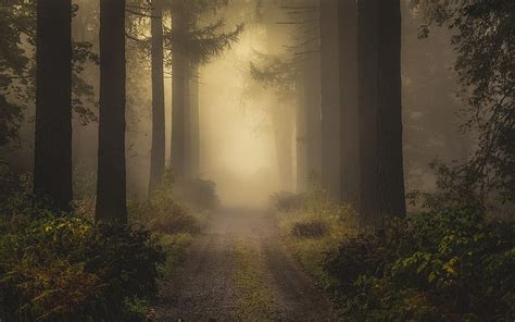 Hd Wallpaper Alley In Between Trees Covered With Fogs Digital