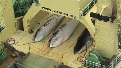 Two kinds of dead meat and two kinds of blood have been permitted for us. Nisshin Maru whaling ship awarded halal certificate to ...