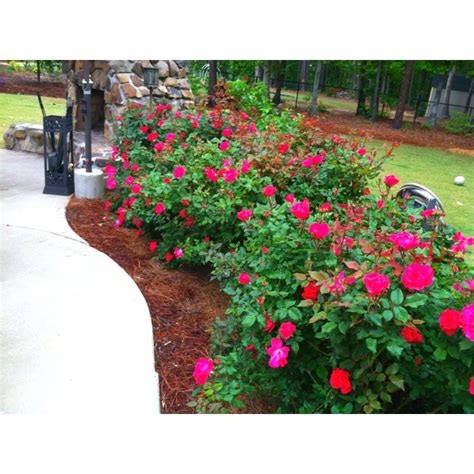 10 rose garden design ideas. 15 best Forever & Ever Hydrangeas in Bloom images on ...