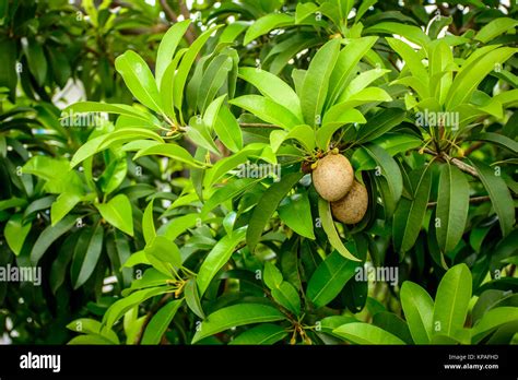 Sapodilla Plant With Green Leaf And Fruits Stock Photo Alamy