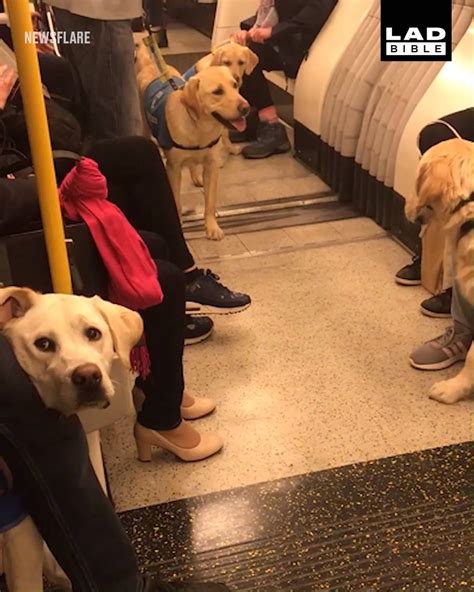 Guy Gets On Wrong Tube To See Dogs I Just Got On The Wrong Tube So I