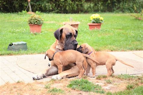 10 Best Great Dane Rescues For Adoption 2024 Our Top 10 Picks