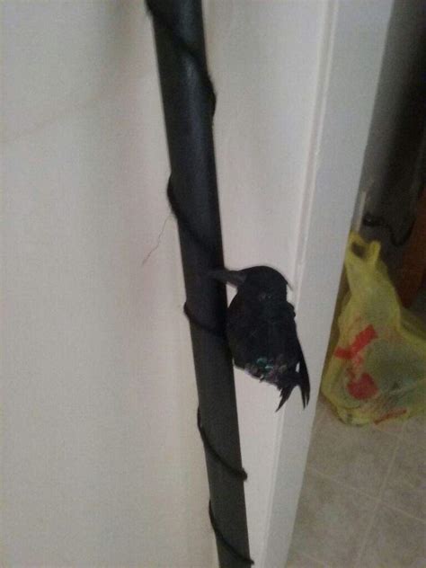 Maleficent disney inspired halloween costume cosplay staff diy! DIY Maleficent Staff | Crafty Amino