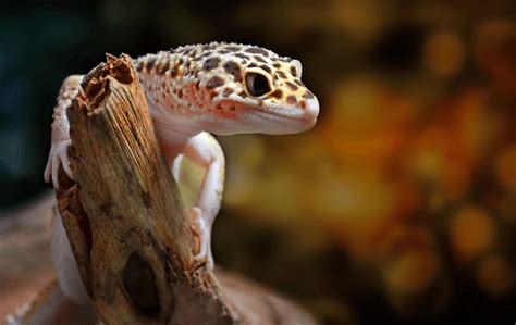 Leopard Gecko Food And Diet Advice Exoticdirect