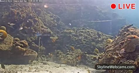 【live】 Live Cam Coral Reef Underwater Cam Bonaire Skylinewebcams