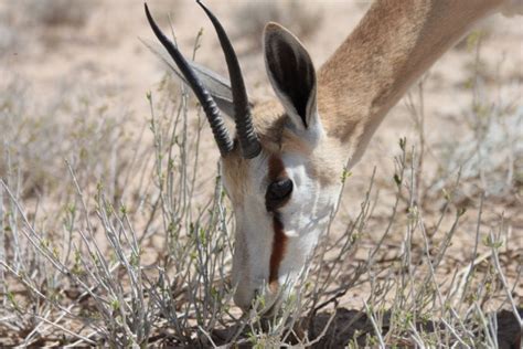 Beasts Of Botswana The Springbok Venturesome Overland