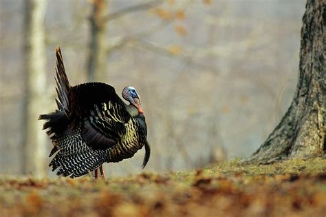 eastern wild turkey meleagris photograph by richard and susan day fine art america