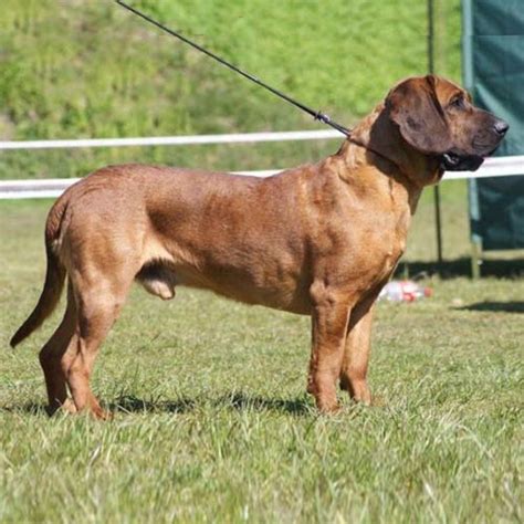 Hanoverian Scenthound Dog Breed Information American Kennel Club