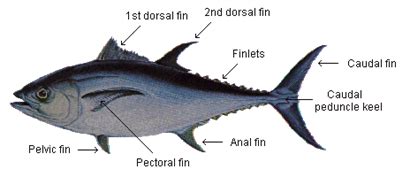 Maybe you would like to learn more about one of these? Berbagi Wujudkan Mimpi : Karakteristik Biologi Ikan Tuna