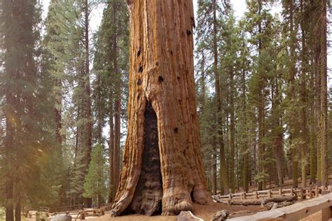 Meet General Sherman The Worlds Oldest And Biggest Standing Tree