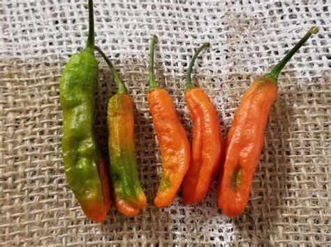 Hot Pepper Ghostly Jalapeno Seeds Certified Organic Peppers