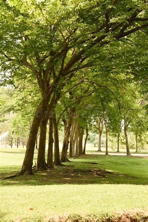 Tree Shade Stock Image Image Of Lawn Slope Metropolitan 77028045