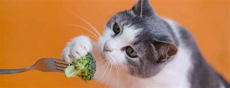 A raw diet for cats involves feeding them uncooked animal products. Can Cats Eat Broccoli 2021 Good Safe for Kittens to Have ...
