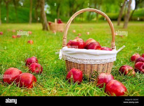 Beautiful Red And Green Apples In A Basket In Summer Hi Res Stock