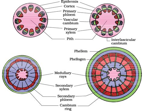 Ncert Ebook For Anatomy Of Flowering Plants Anatomy Of Flowering