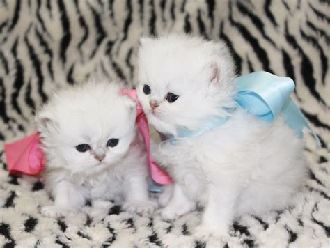 Teacup persian cats, teacup persian kittens, miniature. Available Teacup Persian Kittens - Cats Creation