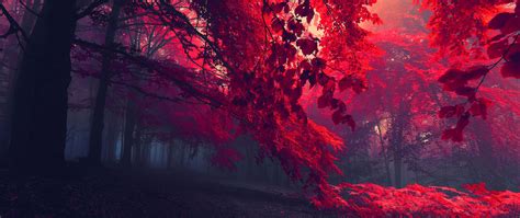 Wallpaper Sunlight Forest Nature Red Photography