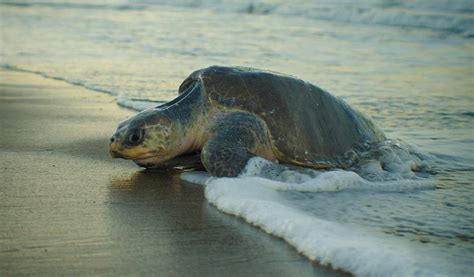 Operation Olivia To Protect Olive Ridley Turtles Civilsdaily