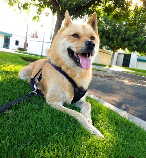 The korean jindo originated on jindo island in south korea and was bred to hunt small and large animals including boar and deer. Jindo Dog Breed » Everything About Jindos