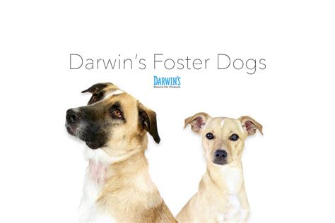 Darwins Foster Dogs Darwins Natural Pet Products Darwins Pet Food