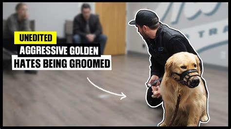 Unedited Aggressive Golden Retriever Hates Being Groomed Youtube