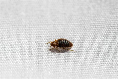 Small Bugs In Bathroom Identification Prevention And Control