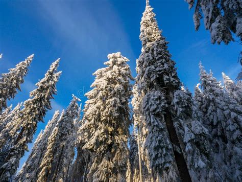 Pine Trees Covered With Snow In The Carpathian Mountains Stock Image
