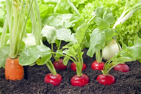 Tous Nos Conseils Pour Cultiver Des Légumes Dans Son Potager