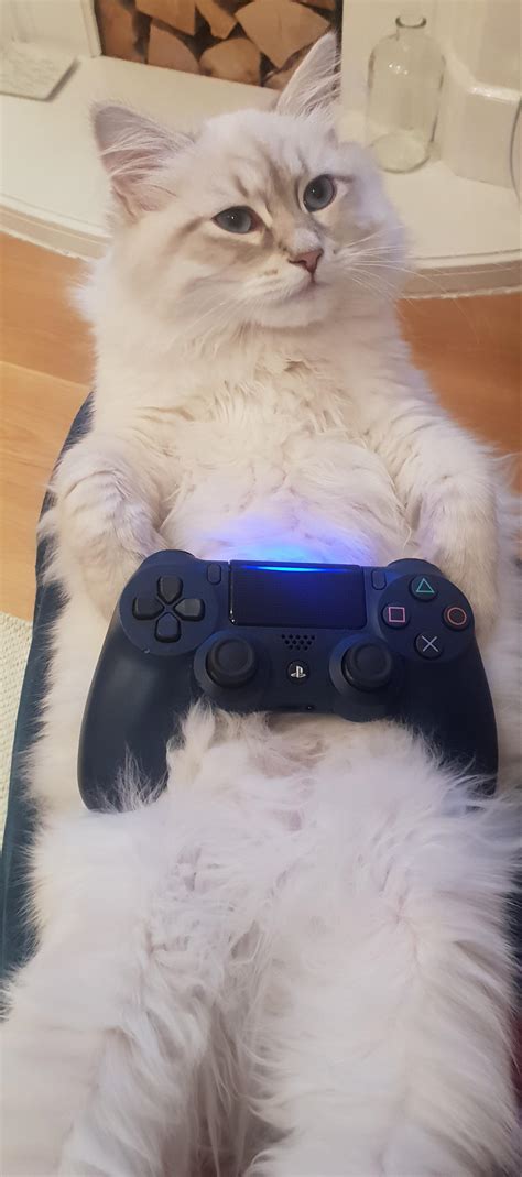My Cat Loves The Sound Of Bb Laughing Through The Controller She Sits