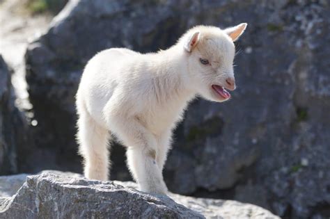 13 Different Types Of Mountain Goats Pet Breeezy