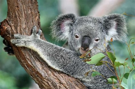 7 Interesting Facts About Koalas Including How They Better The Planet