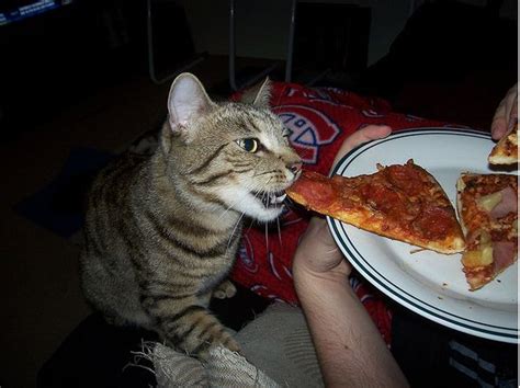 17 Cats Eating Pizza Animal Eating Pizza Cat Cats