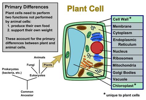 The role and function of the plasma membrane; Plant Cells vs. Animal Cells, With Diagrams | Owlcation