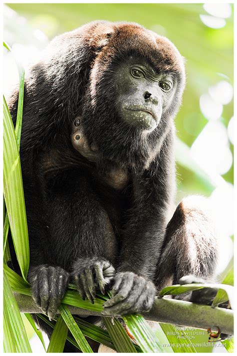 Featured Subspecies Ecuadorian Mantled Howler Monkey Alouatta