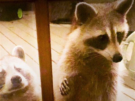 Raccoon Introduces Woman To Her Daughter