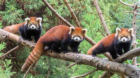 Red Panda Cubs Make Public Debut At Prospect Park Zoo In