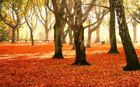 Wallpaper Trees Park Autumn Foliage 2560x1600 Goodfon 1014950