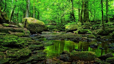 Green Forest Wallpapers 4k Hd Green Forest Backgrounds On Wallpaperbat