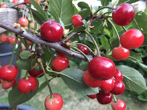 Cherry Tree How To Grow Cherry Tree In Containers Growing Cherries