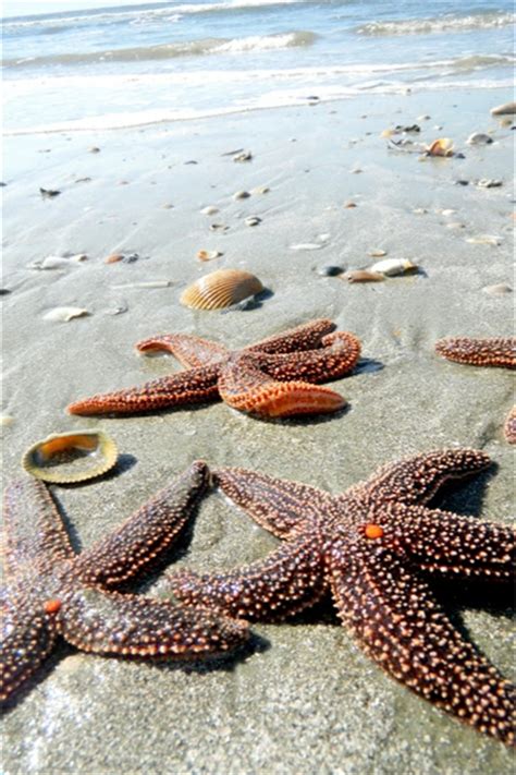 10 Beautiful Starfish And Sea Shell Pictures