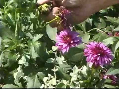 Best prices of the season. Planting Fall Blooming Bulbs - YouTube