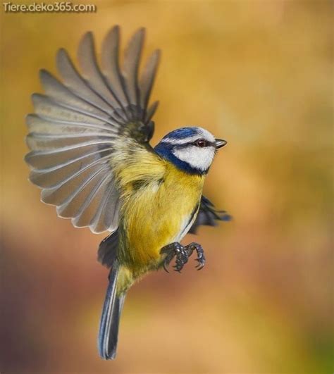 Ausmalbild vogel malvorlagen zeichnung tiere vorlage 6549286 gif 220 156 pixel vogel fliegende vögel zeichnen heimische vögel im winter ausmalbilder malvorlagen für kinder fliegender vogel. Bilder des großen Vogels wieder in 2020 | Blaumeise ...