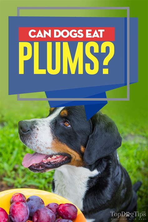 Yes, it's safe for dogs to eat persimmon in moderation. Can Dogs Eat Plums? - Dog Tips For You