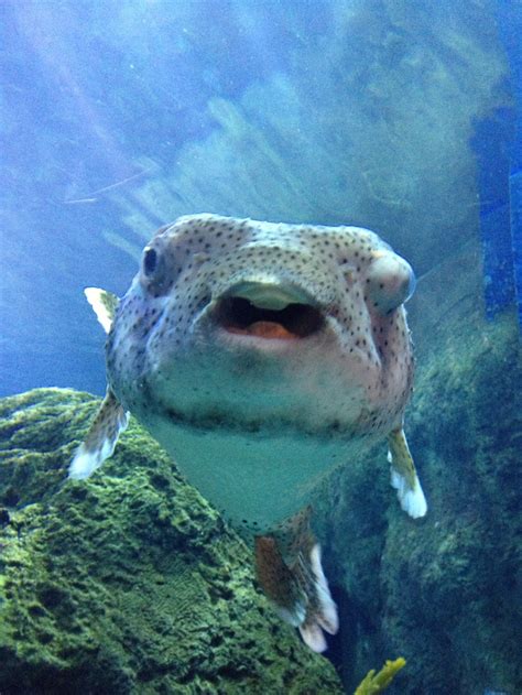 78 Best Puffer Fish Images On Pinterest Ocean Creatures Pisces And